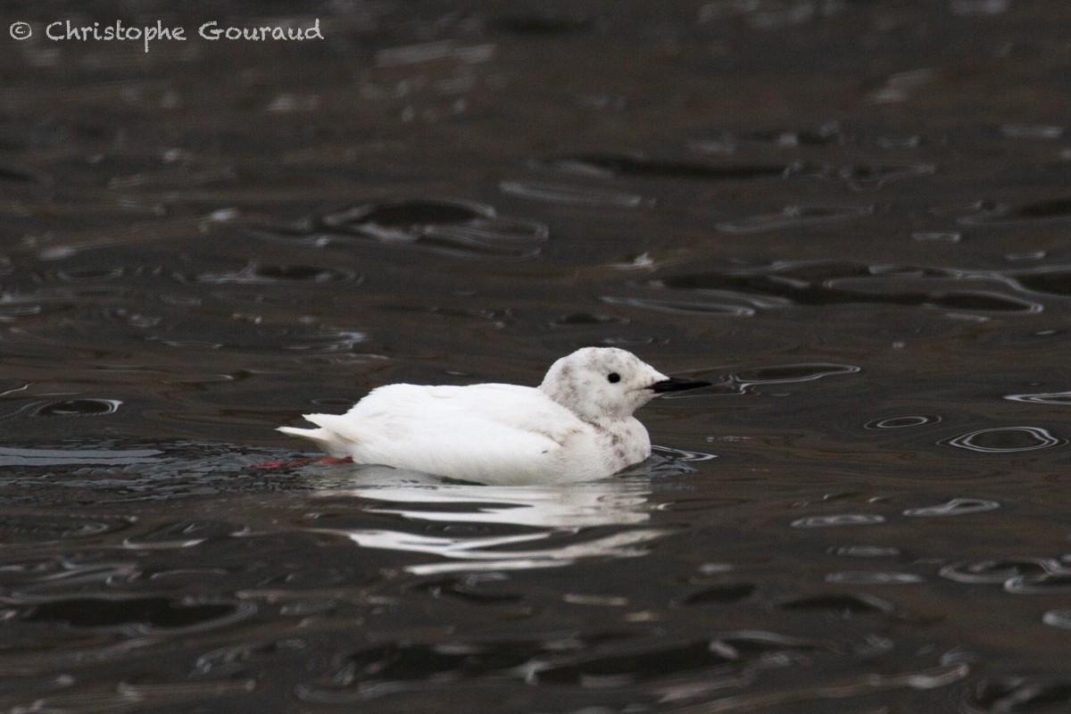 Black Guillemot (mandtii) - ML467564291