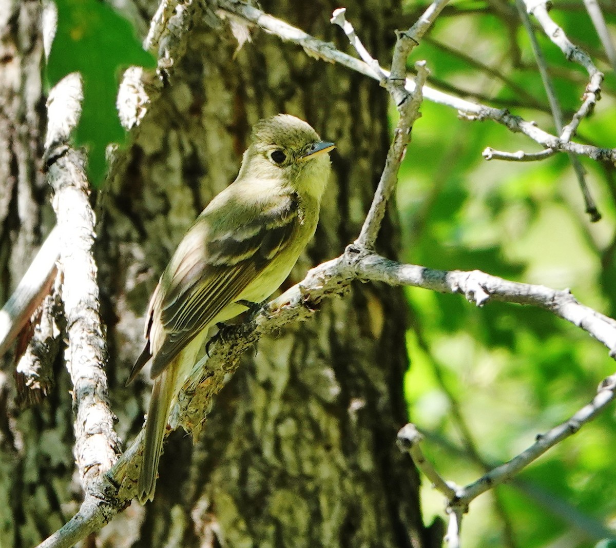 Western Flycatcher (Cordilleran) - ML467564371