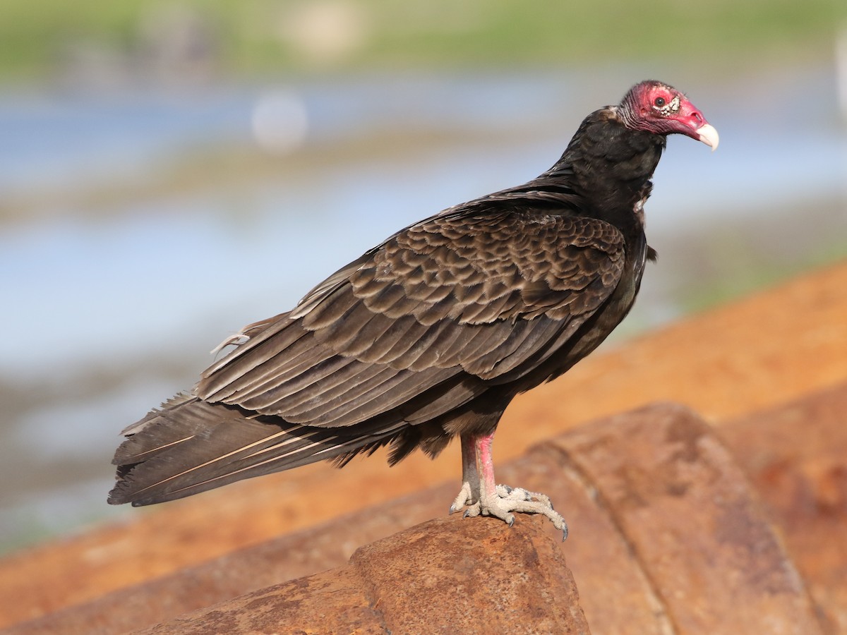 Turkey Vulture - ML467564761