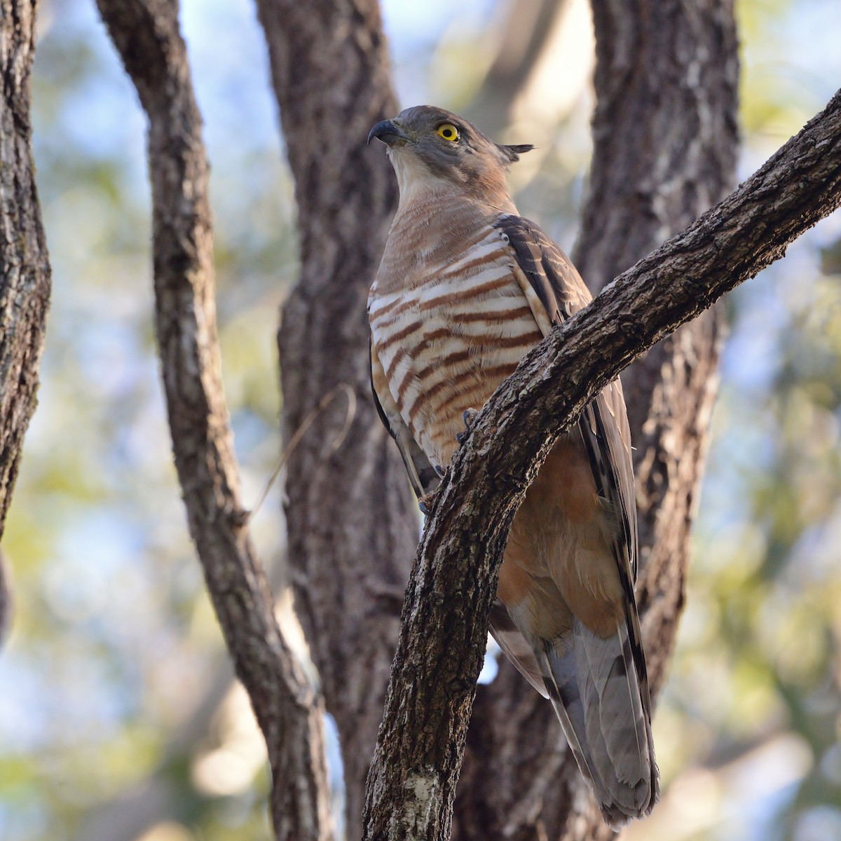 Pacific Baza - ML467564931
