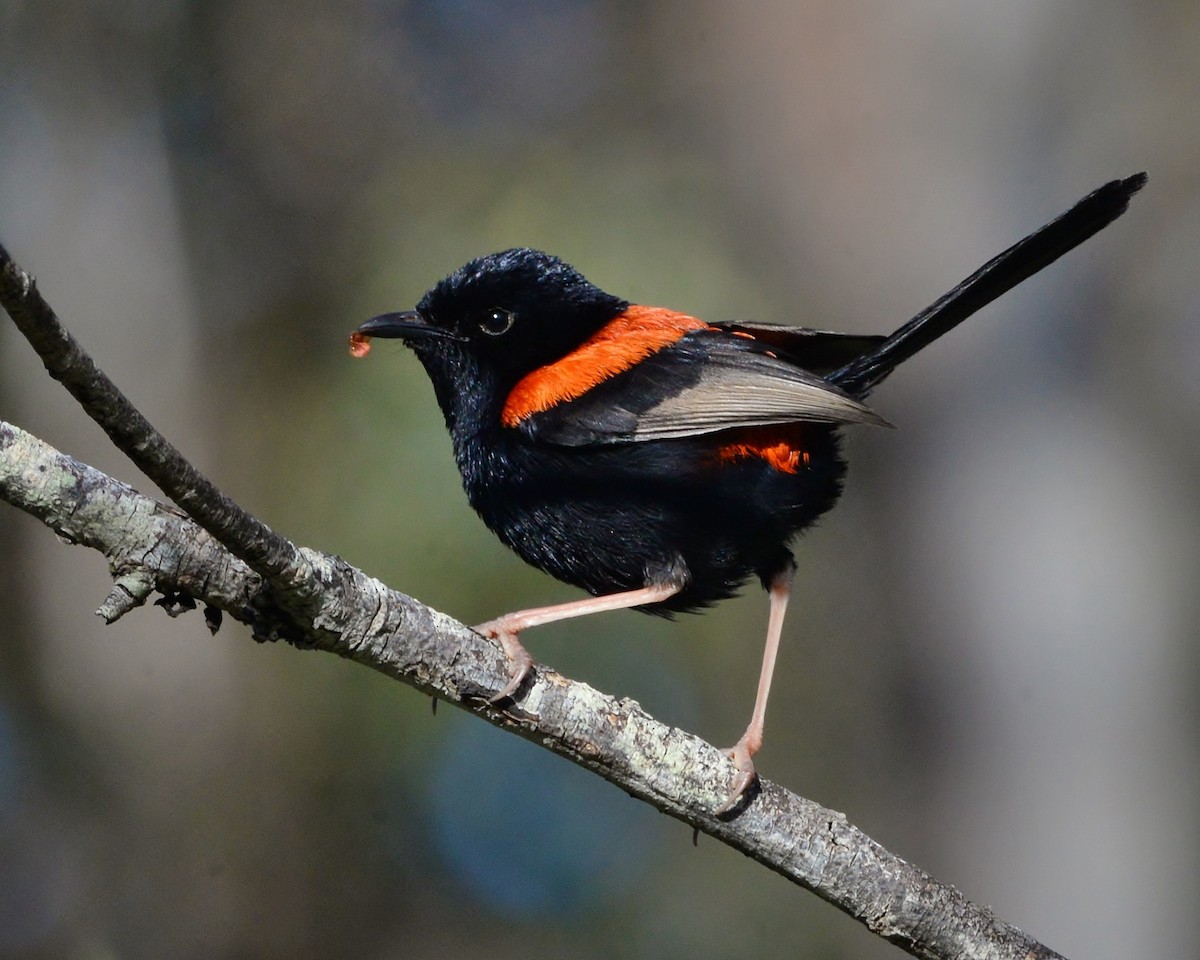 Red-backed Fairywren - ML467565391