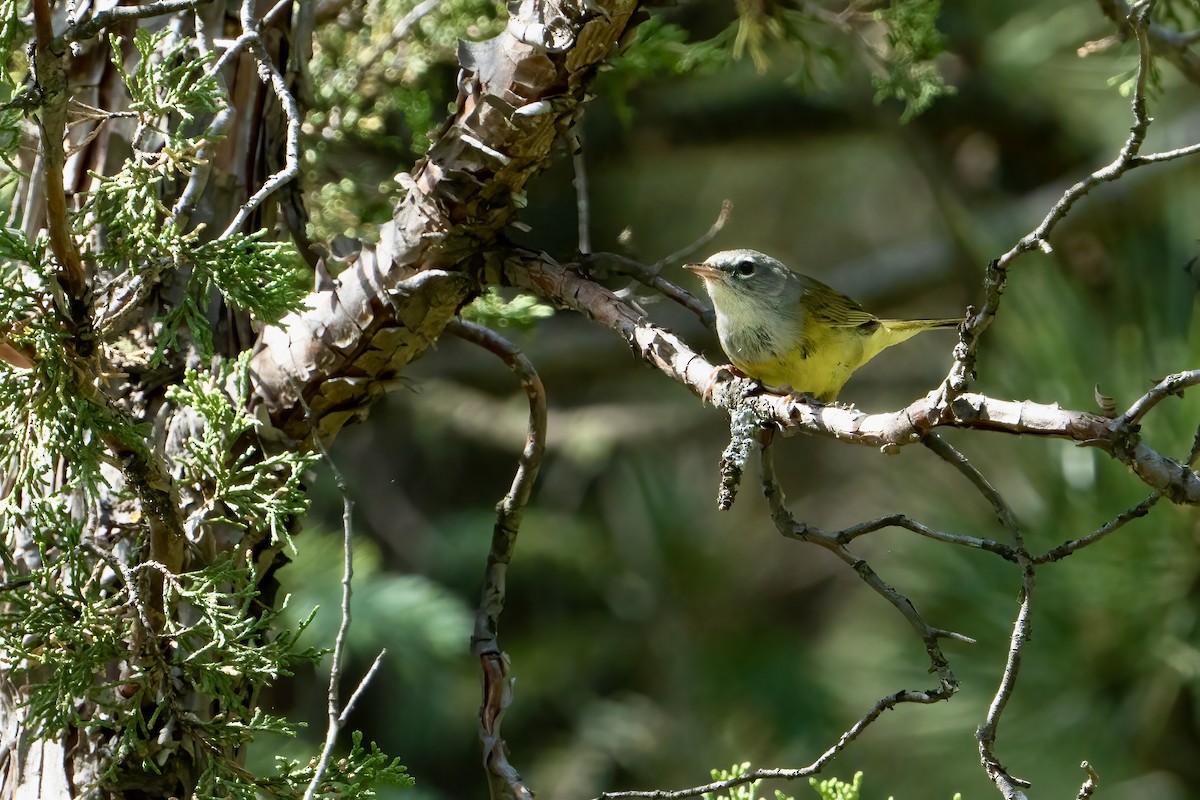 MacGillivray's Warbler - ML467565401