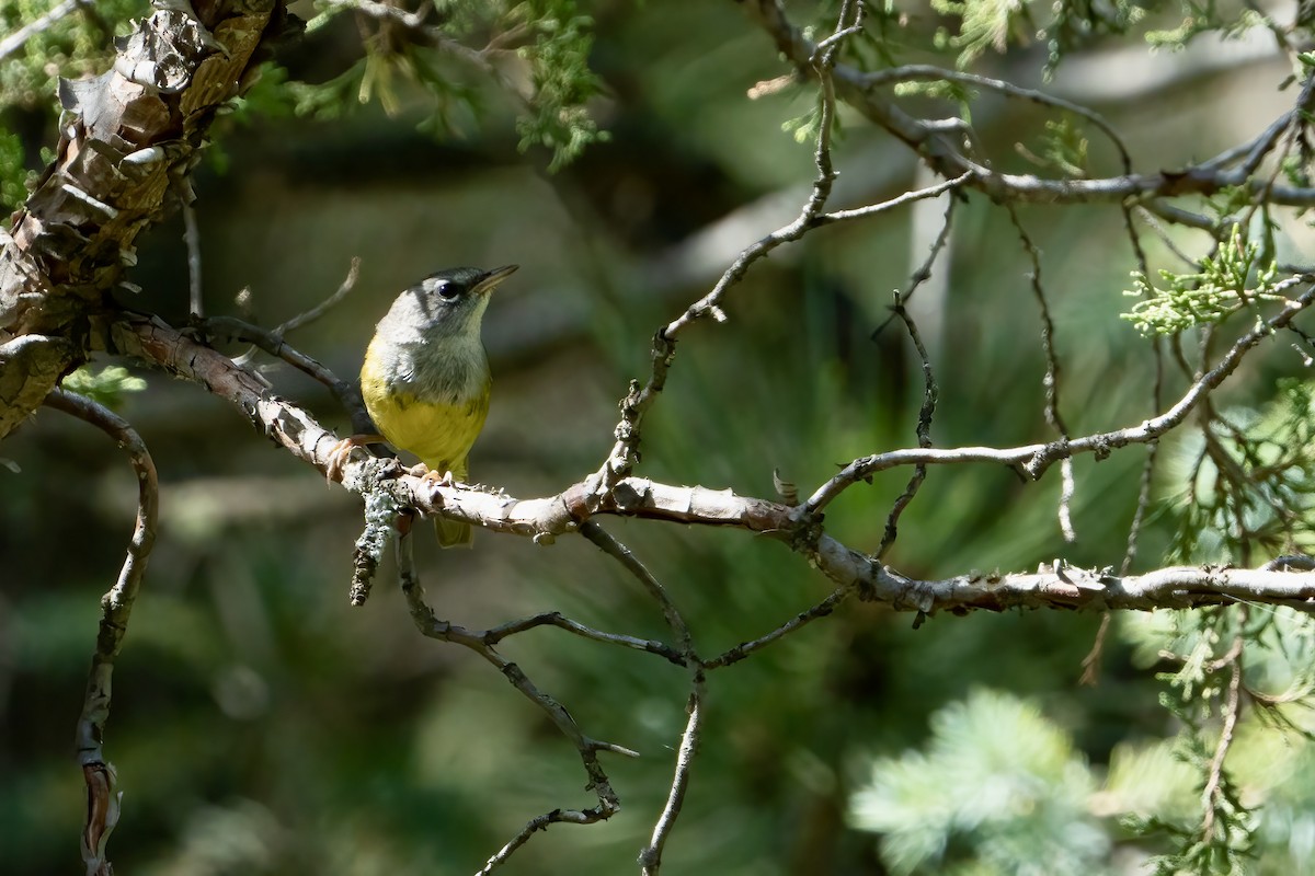 MacGillivray's Warbler - ML467565411