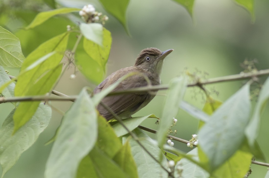 Charlotte's Bulbul - Michael Todd