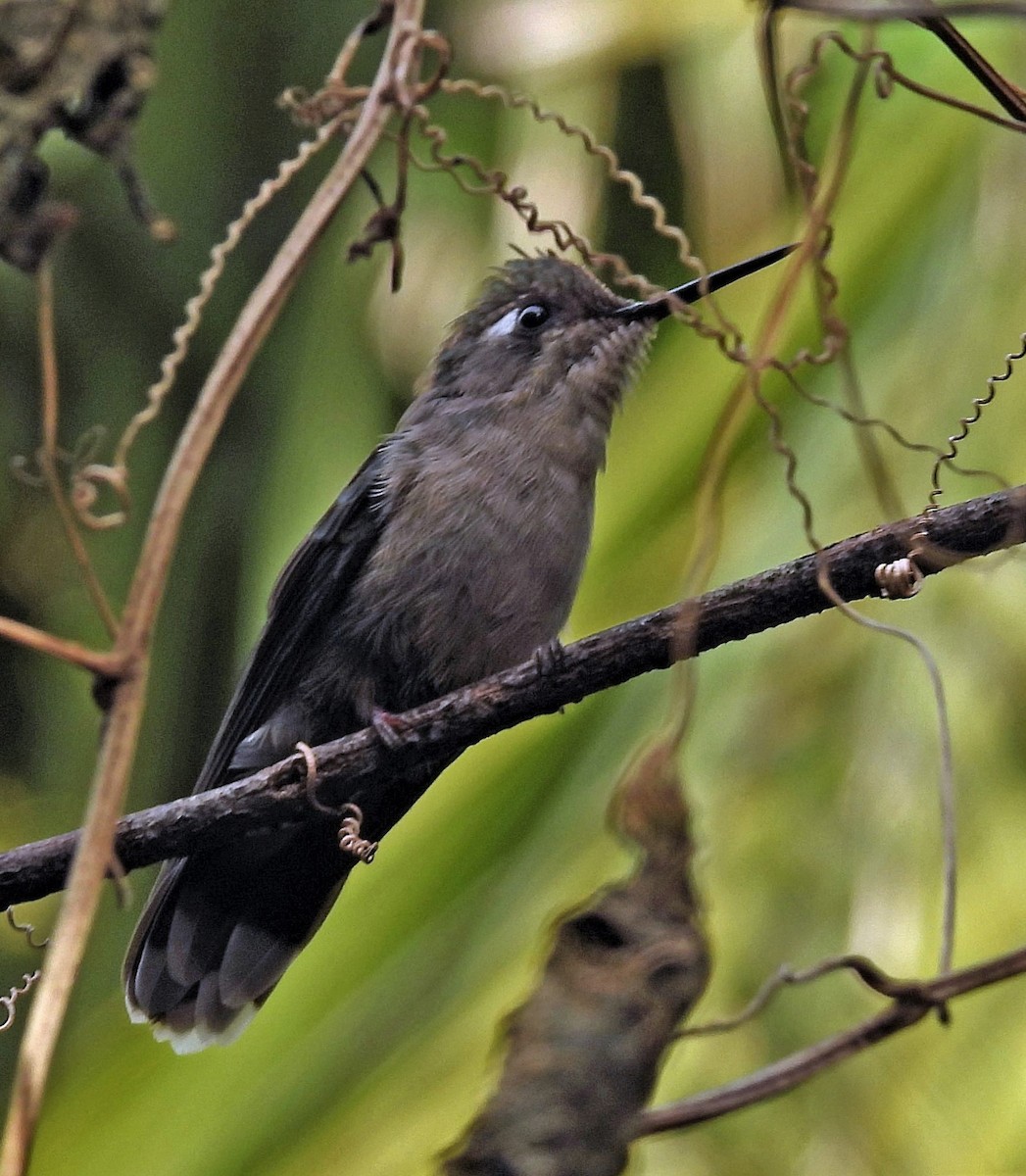 fiolvipekolibri - ML467566071