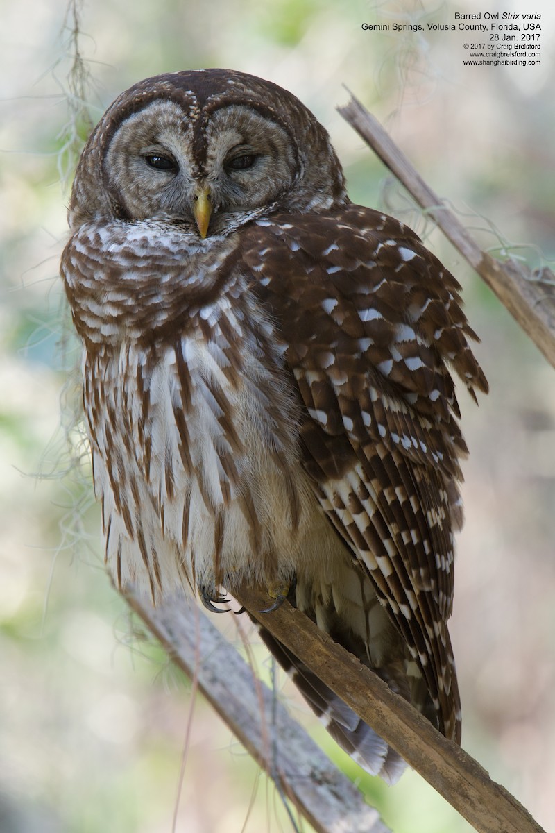 Barred Owl - ML46756611