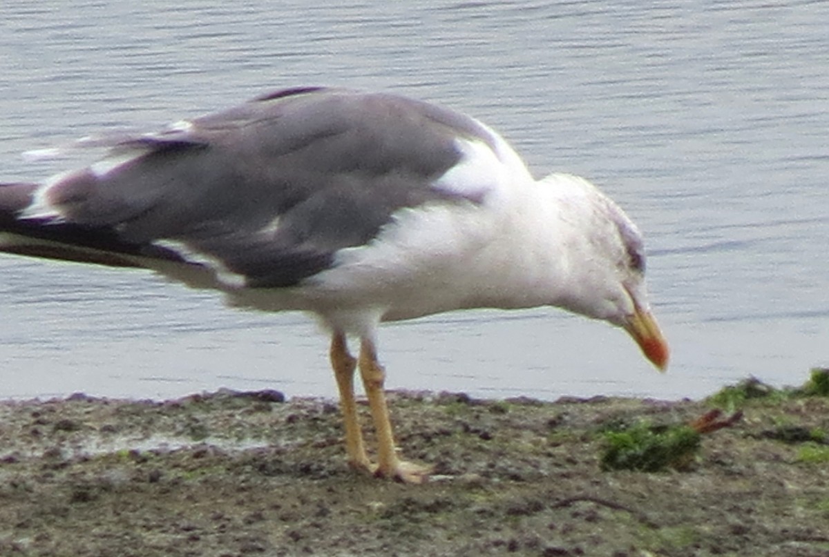 Lesser Black-backed Gull - ML467567271