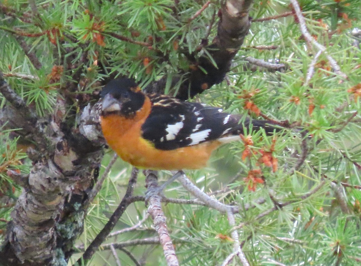 Black-headed Grosbeak - ML467568671