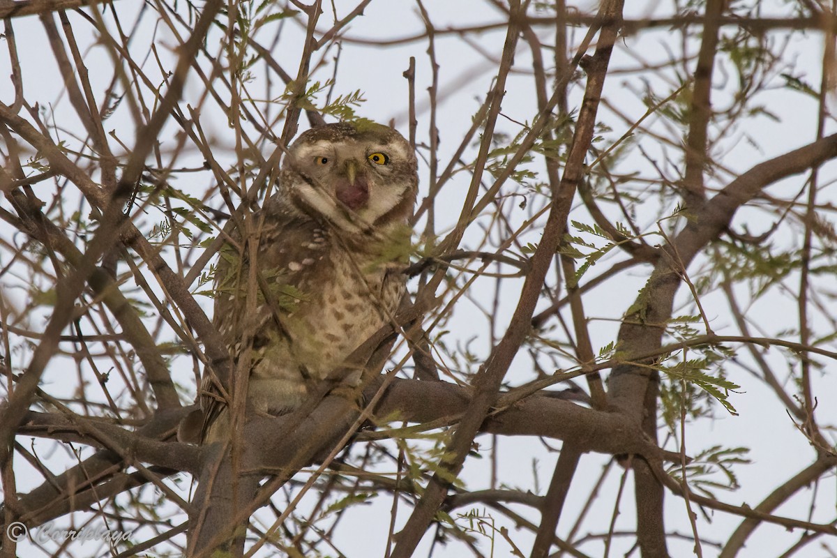 Spotted Owlet - ML467569241