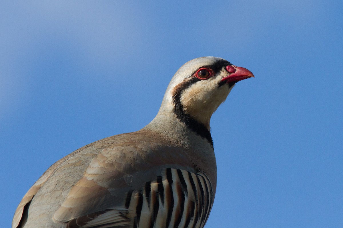 Chukar - Justyn Stahl