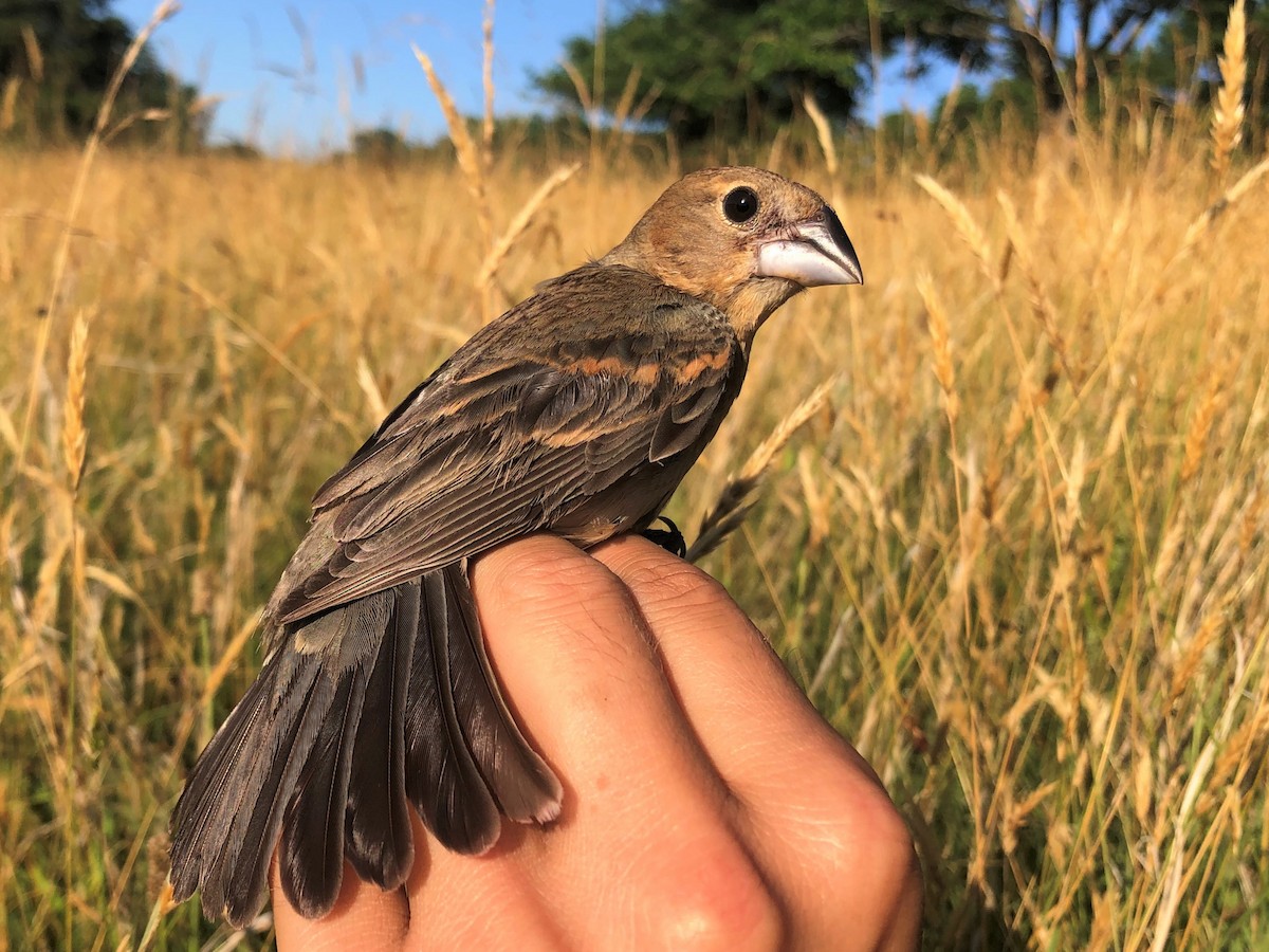 Blue Grosbeak - ML467572011