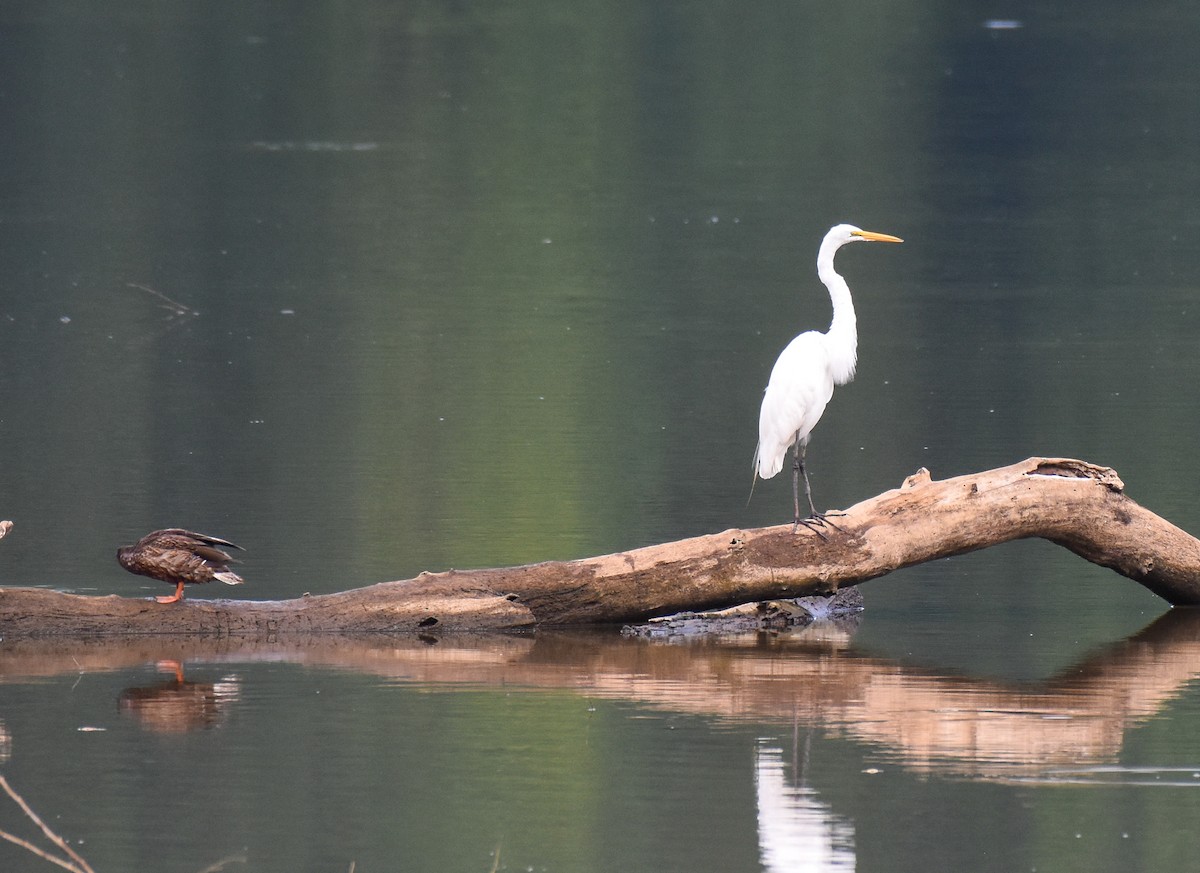 Great Egret - ML467573021