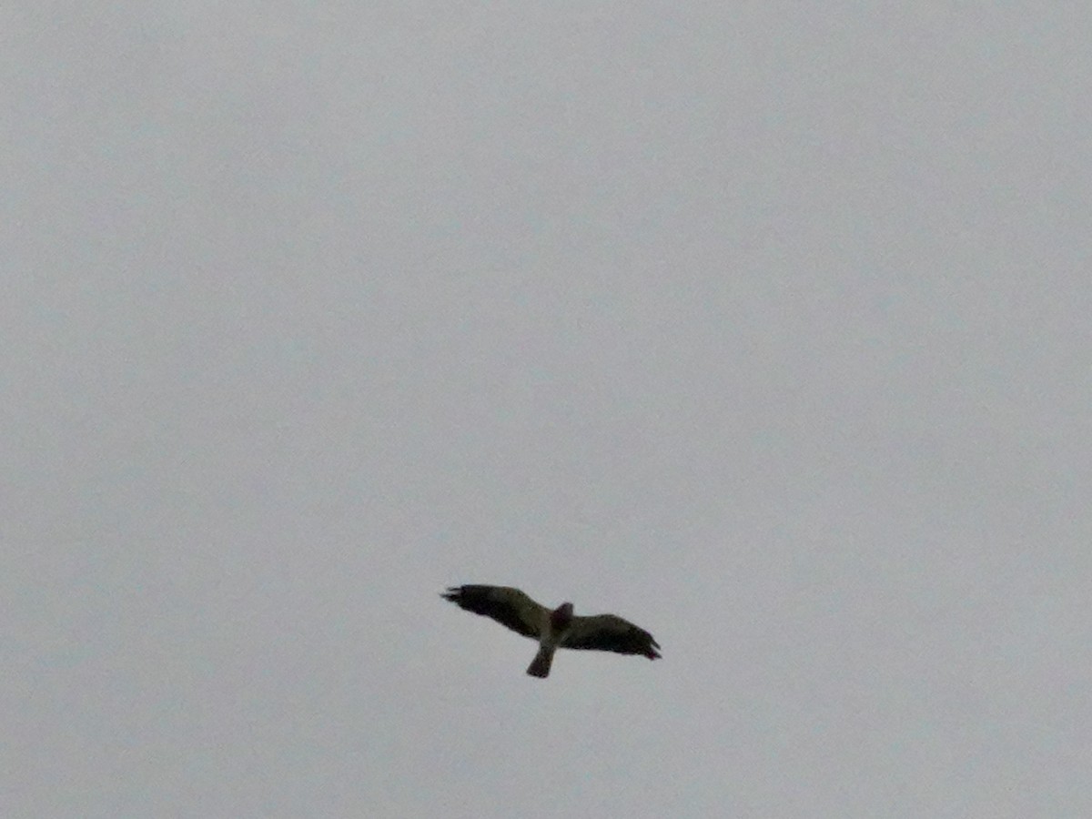 Swainson's Hawk - ML467573511