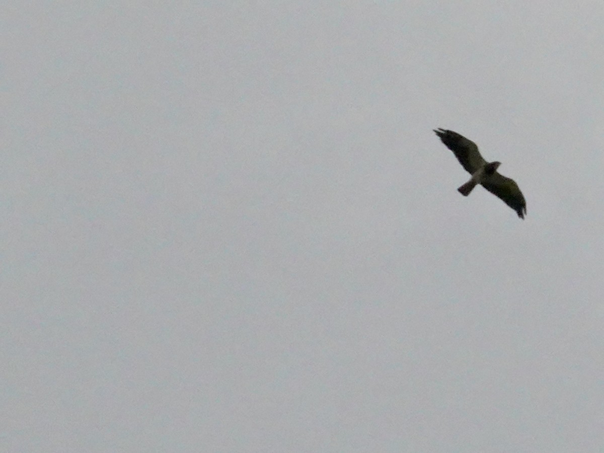 Swainson's Hawk - ML467573541