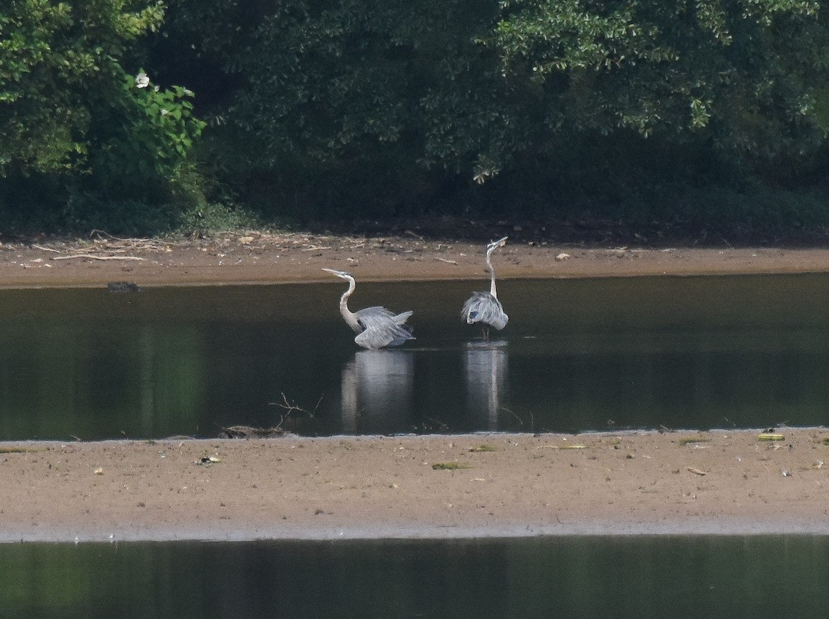 Great Blue Heron - ML467573691