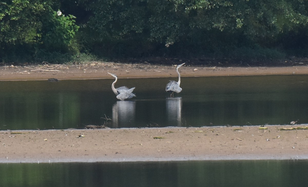 Great Blue Heron - ML467573701