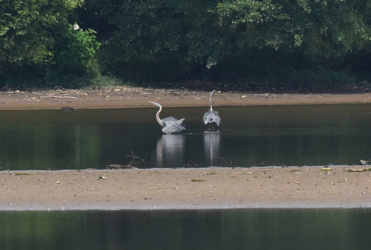 Great Blue Heron - ML467573711