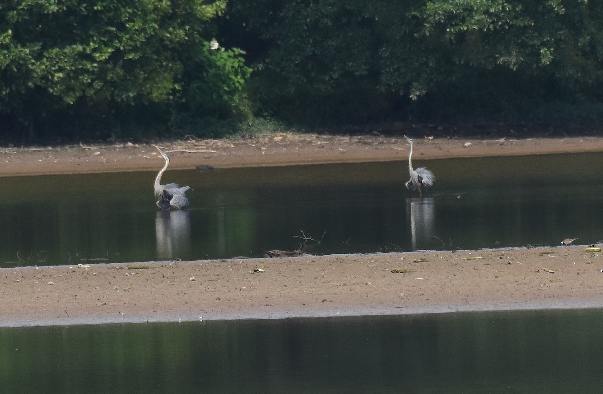 Great Blue Heron - ML467573921