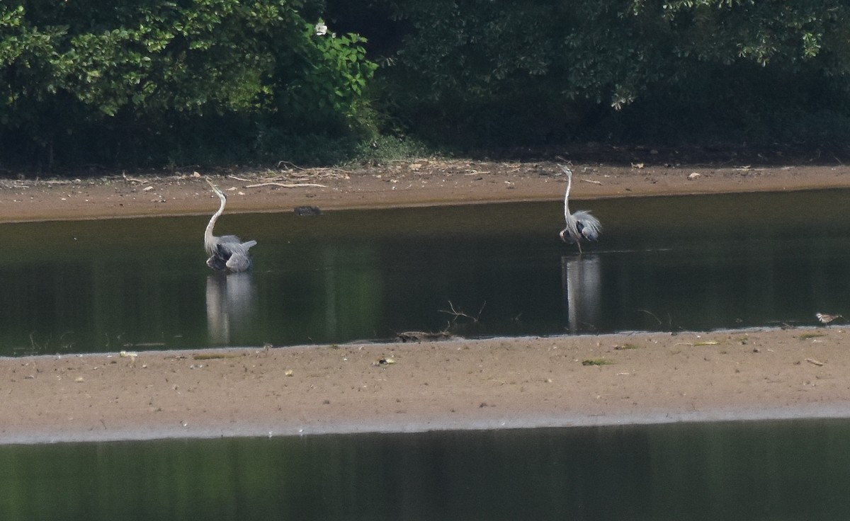 Great Blue Heron - ML467573971