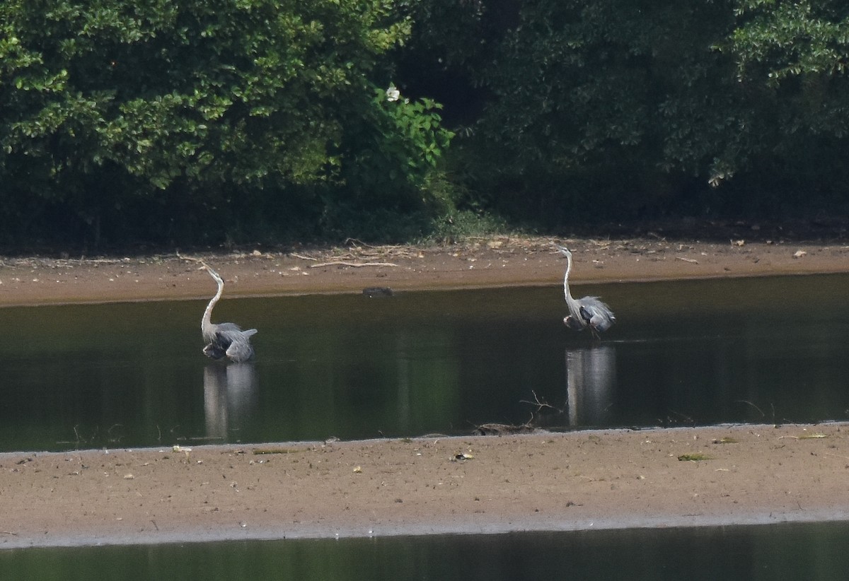 Great Blue Heron - ML467573981