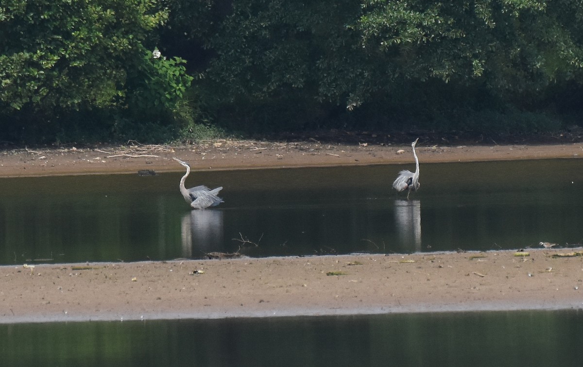 Great Blue Heron - ML467573991