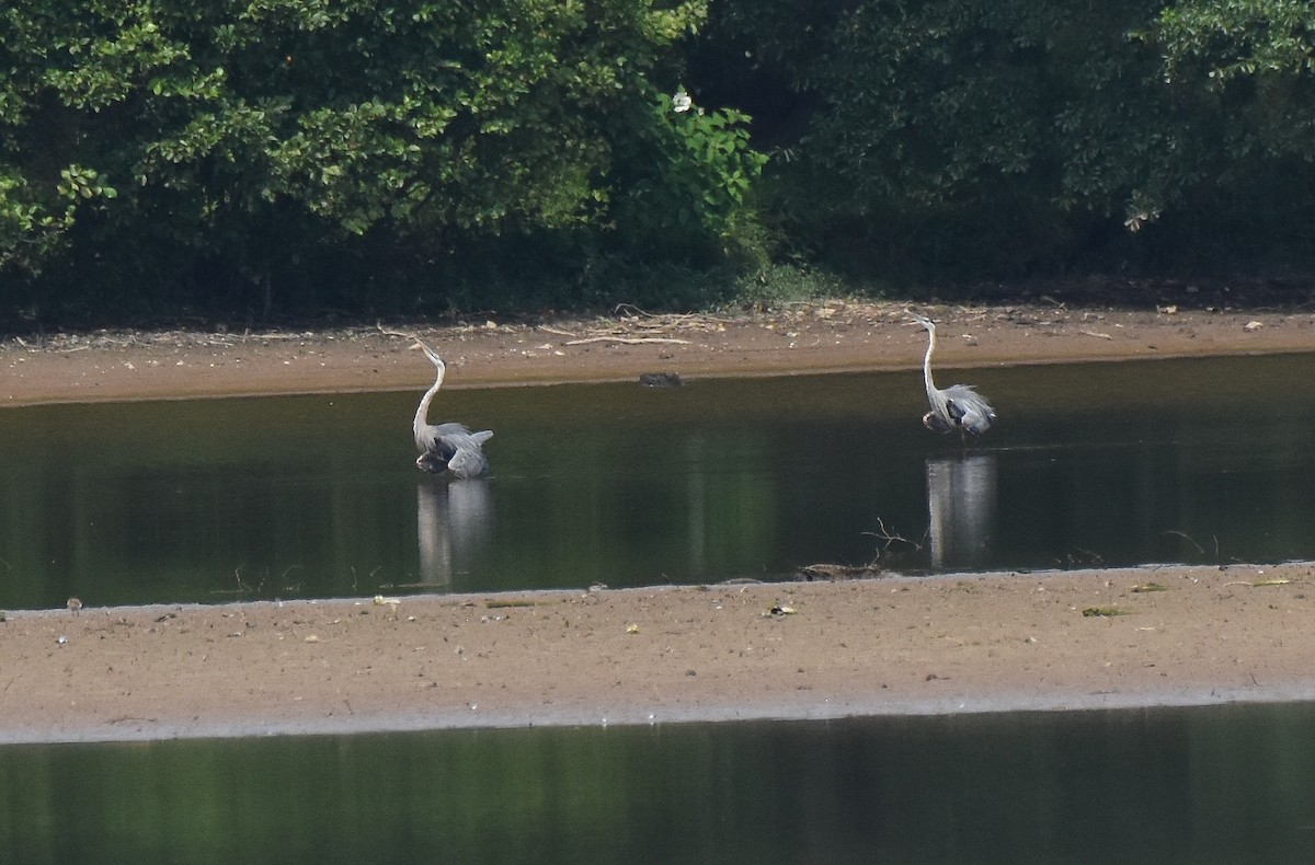 Great Blue Heron - ML467574001