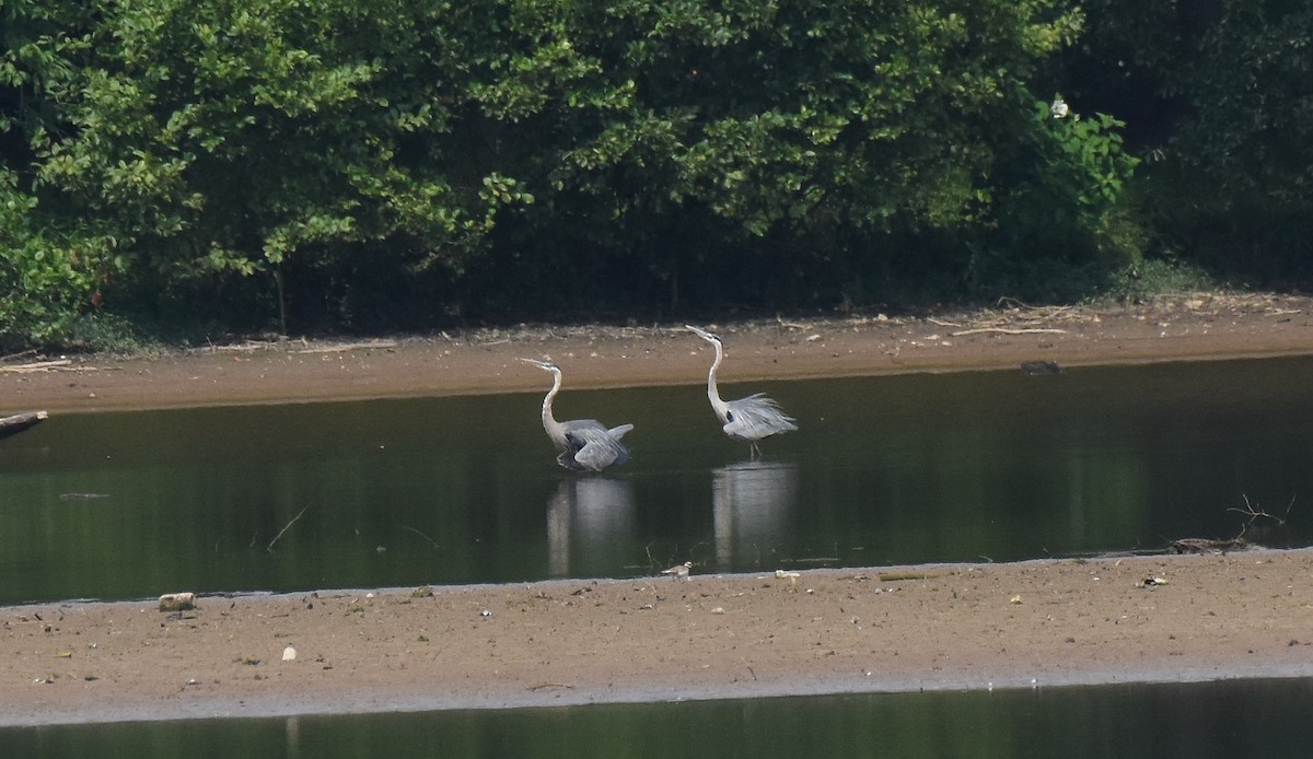 Great Blue Heron - ML467574011