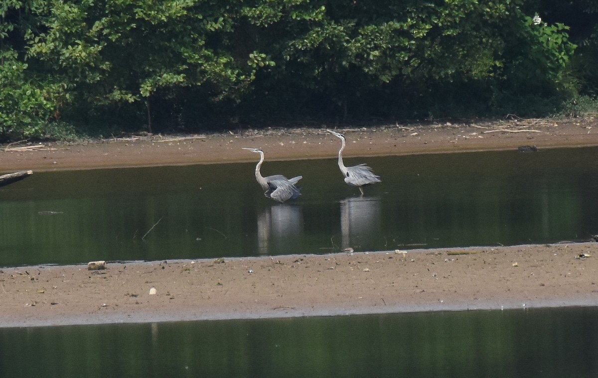Great Blue Heron - ML467574021