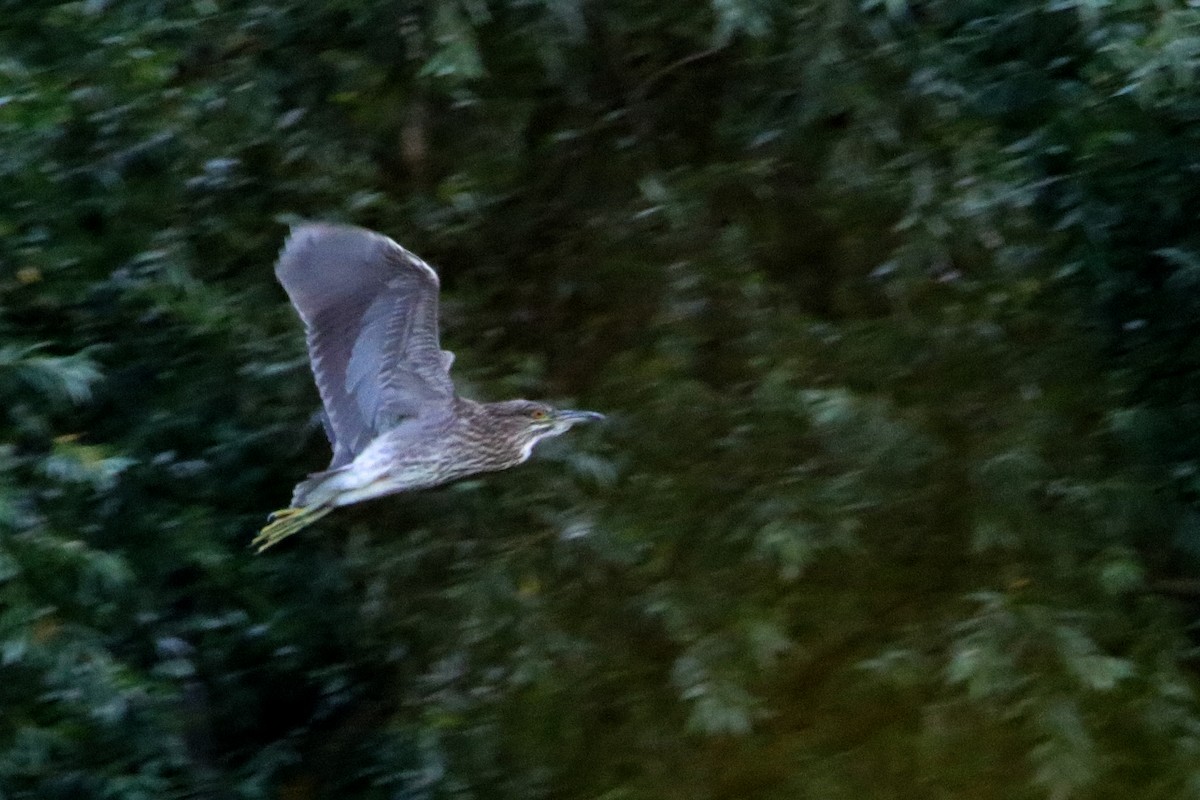 Black-crowned Night Heron - ML467574141