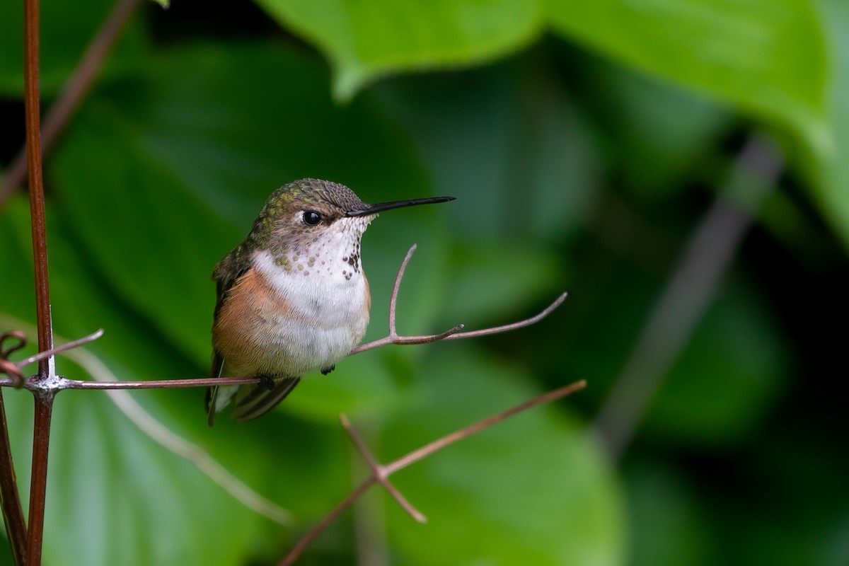 Rufous Hummingbird - ML467574591