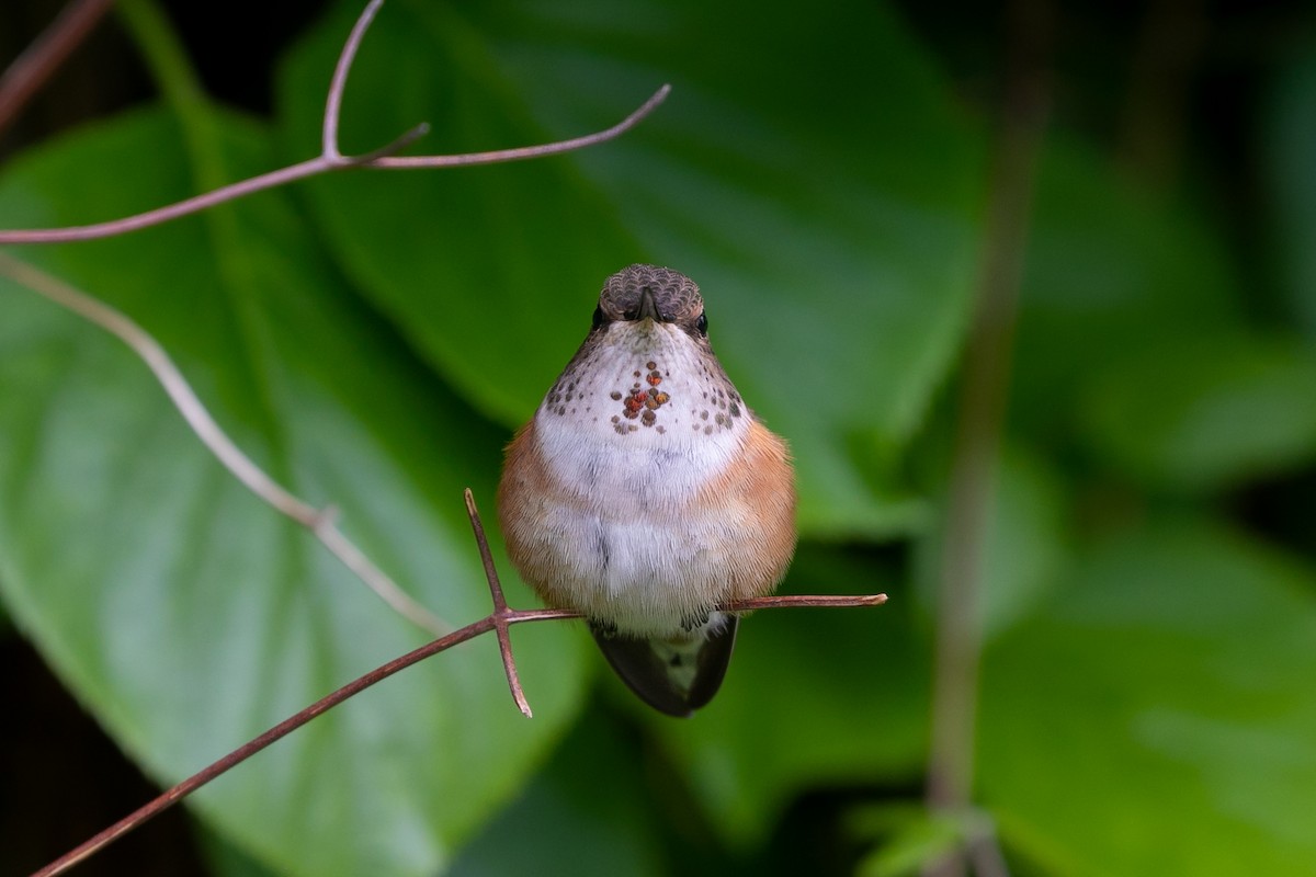 Rufous Hummingbird - ML467574701