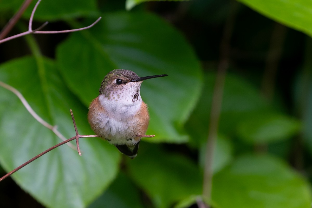 Rufous Hummingbird - ML467574711