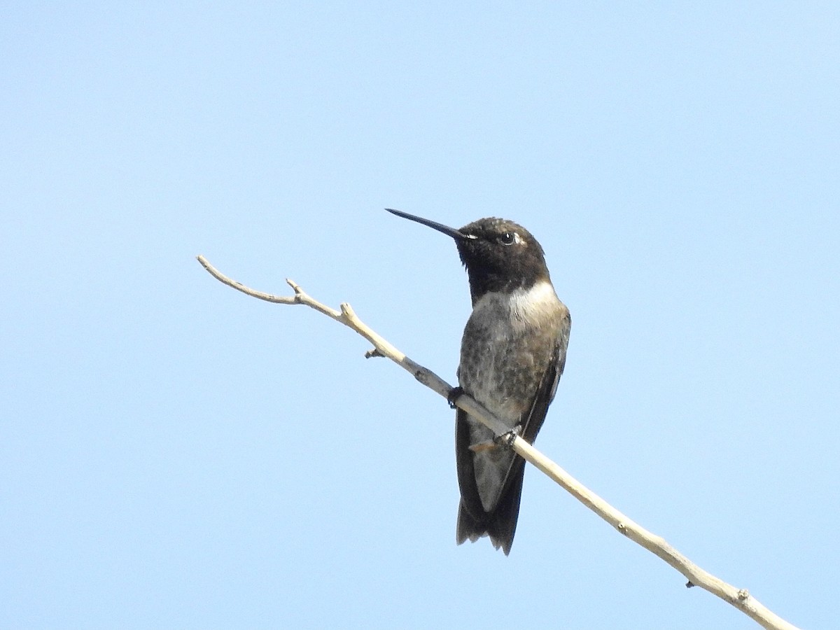 Black-chinned Hummingbird - ML467575411