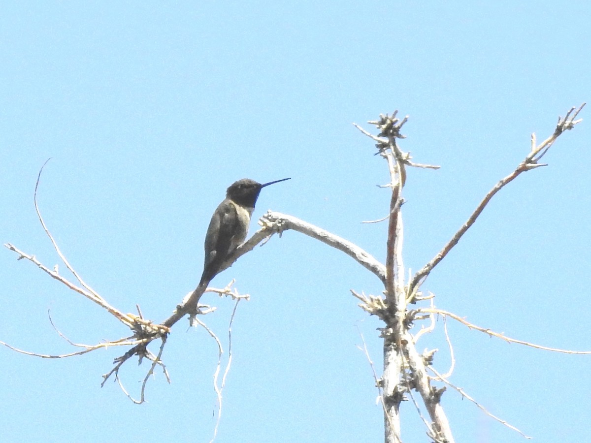 Black-chinned Hummingbird - ML467575481