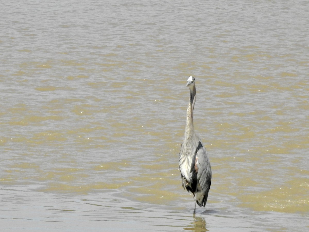 Great Blue Heron (Great Blue) - ML467575531