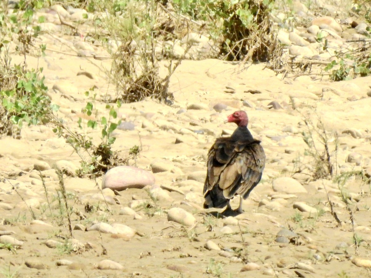Turkey Vulture - ML467575581