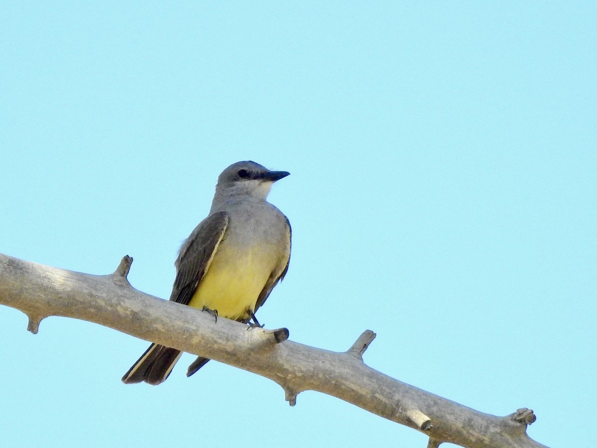 Schmalschnabel-Königstyrann - ML467575611