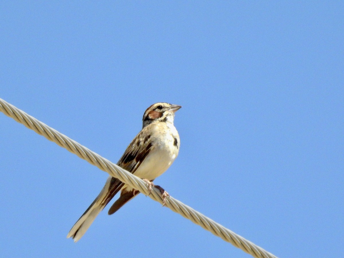 Lark Sparrow - ML467575651