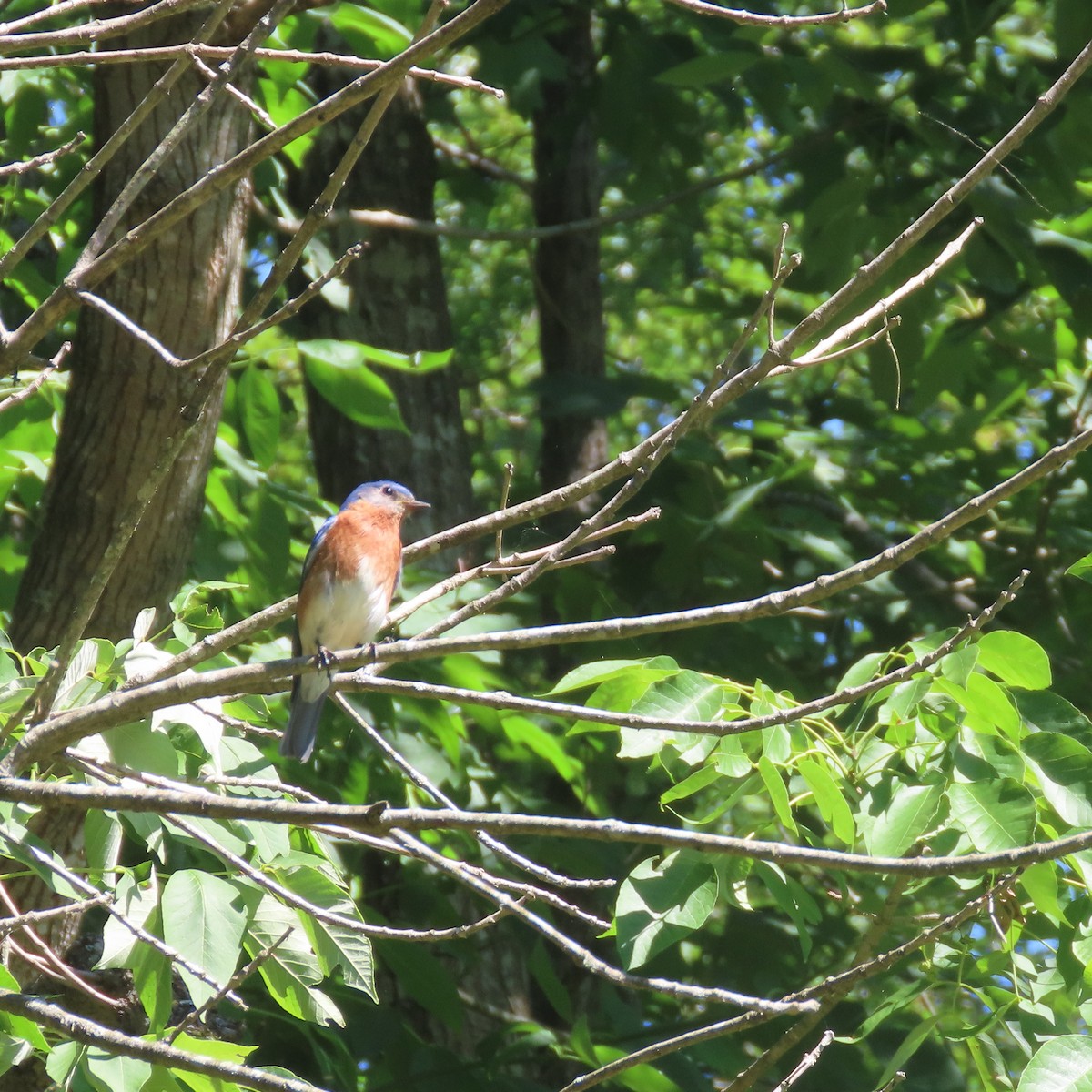 Eastern Bluebird - ML467577101
