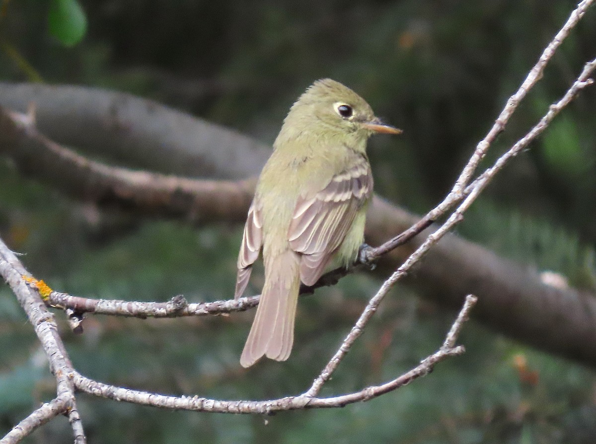 Western Flycatcher (Cordilleran) - Ted Floyd