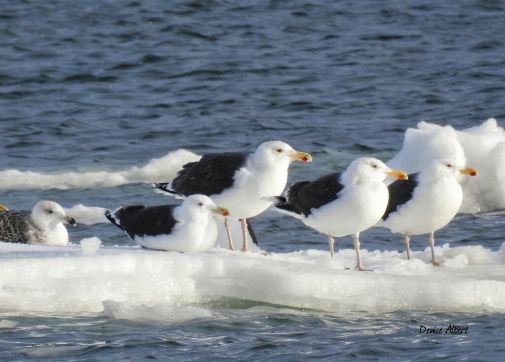 Great Black-backed Gull - ML46757881