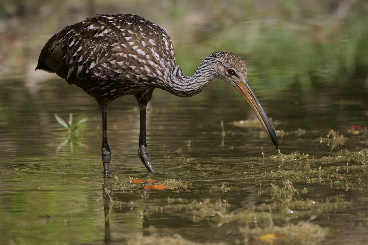 Limpkin - Jeff Osborne