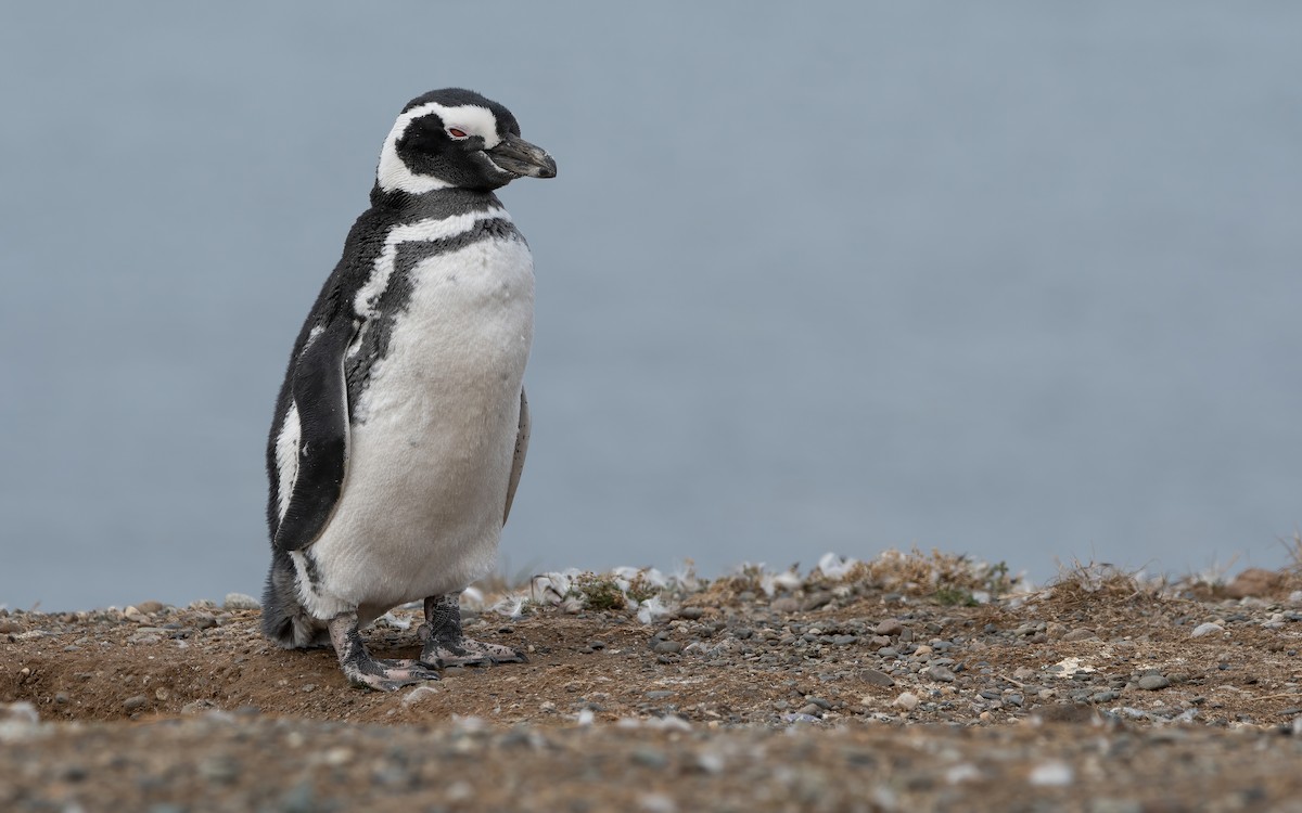 Magellanic Penguin - ML467578951