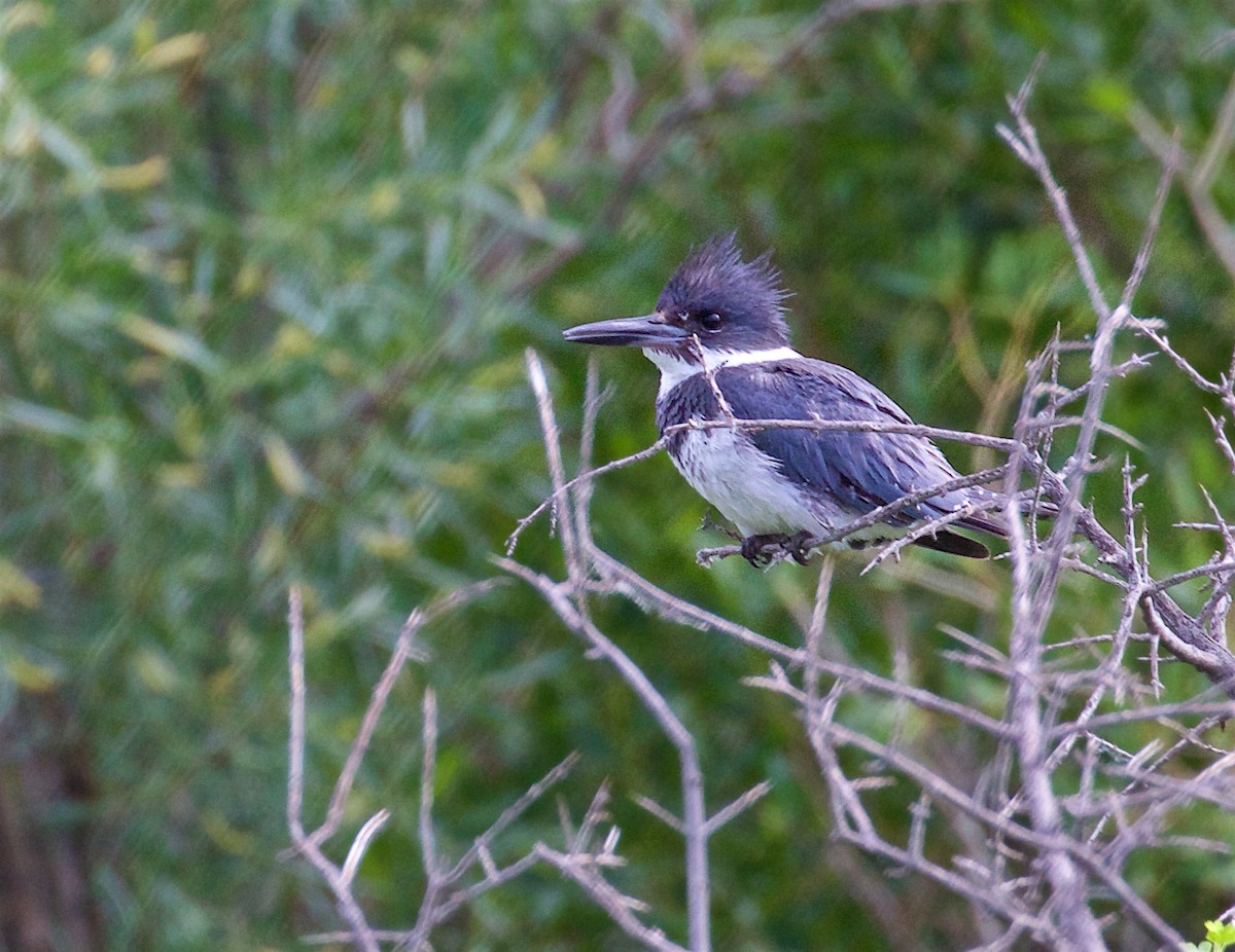 Belted Kingfisher - ML467579321