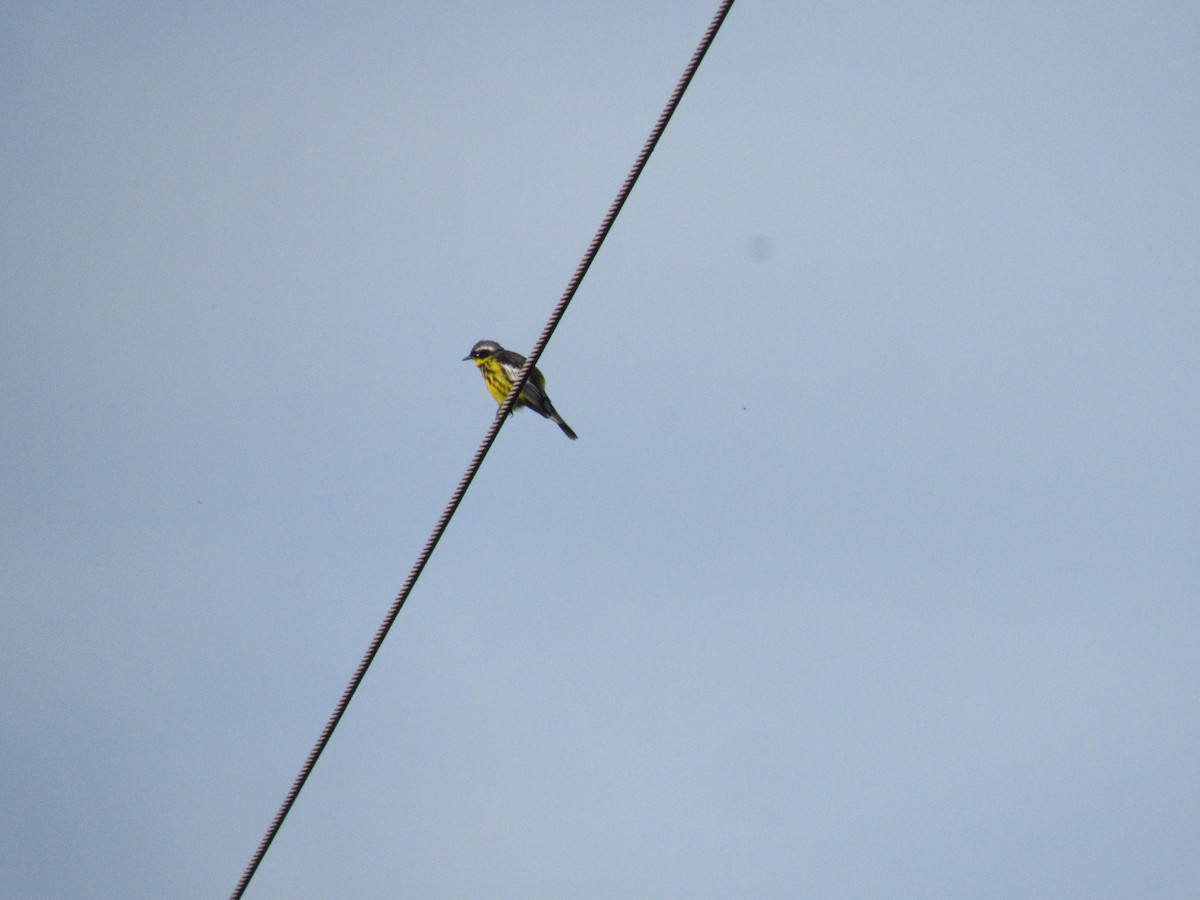 Magnolia Warbler - ML467579741