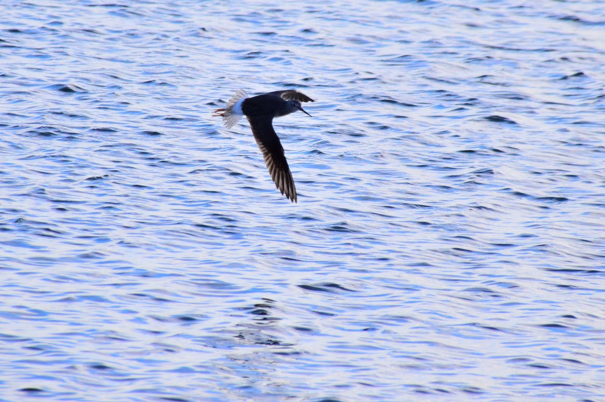 Greater Yellowlegs - ML467579861