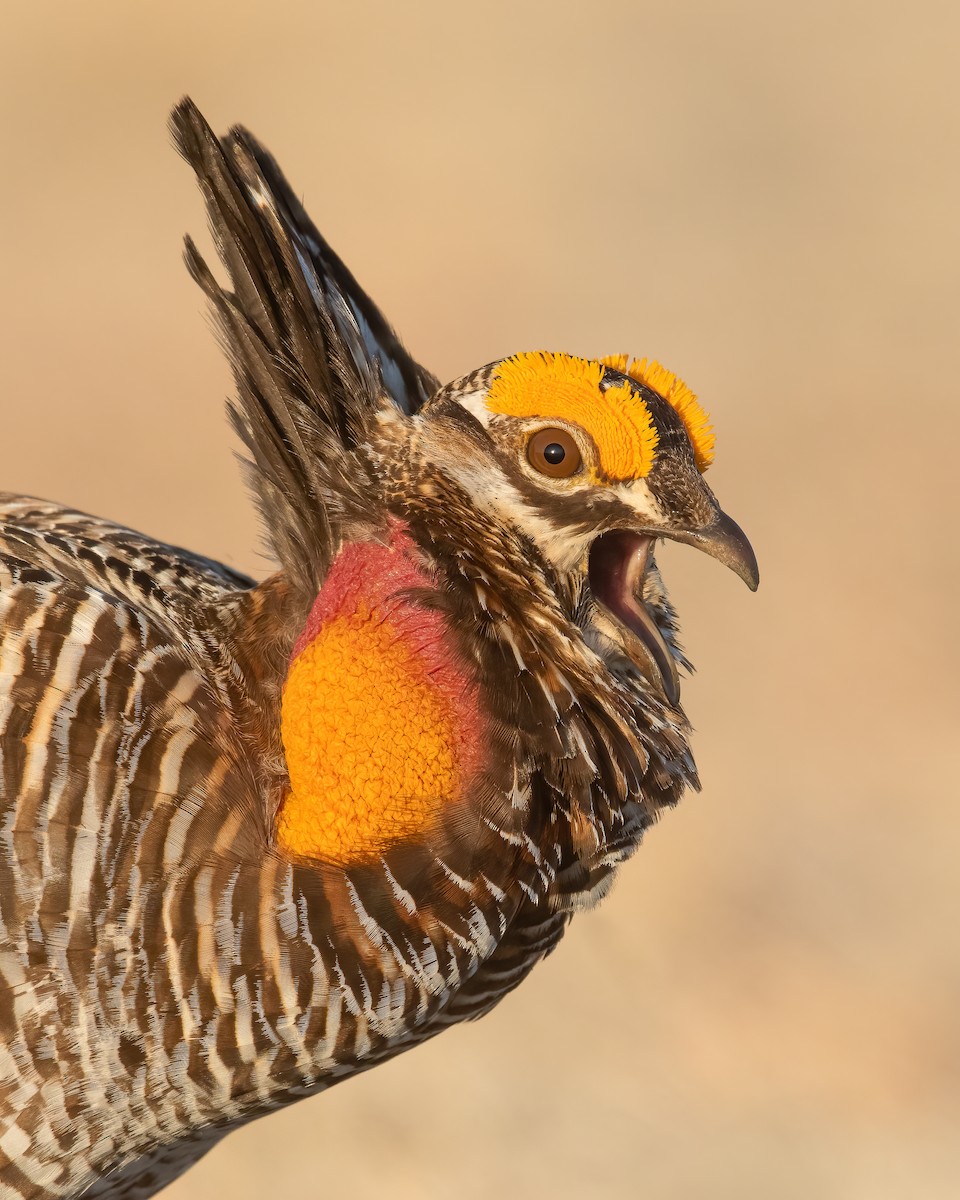 Greater Prairie-Chicken - ML467580441