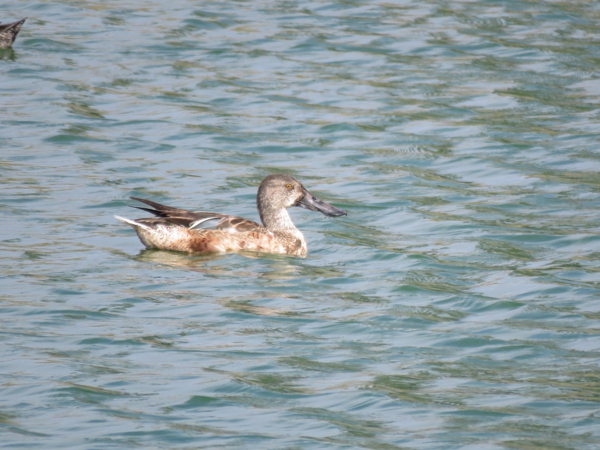 Northern Shoveler - ML46758051