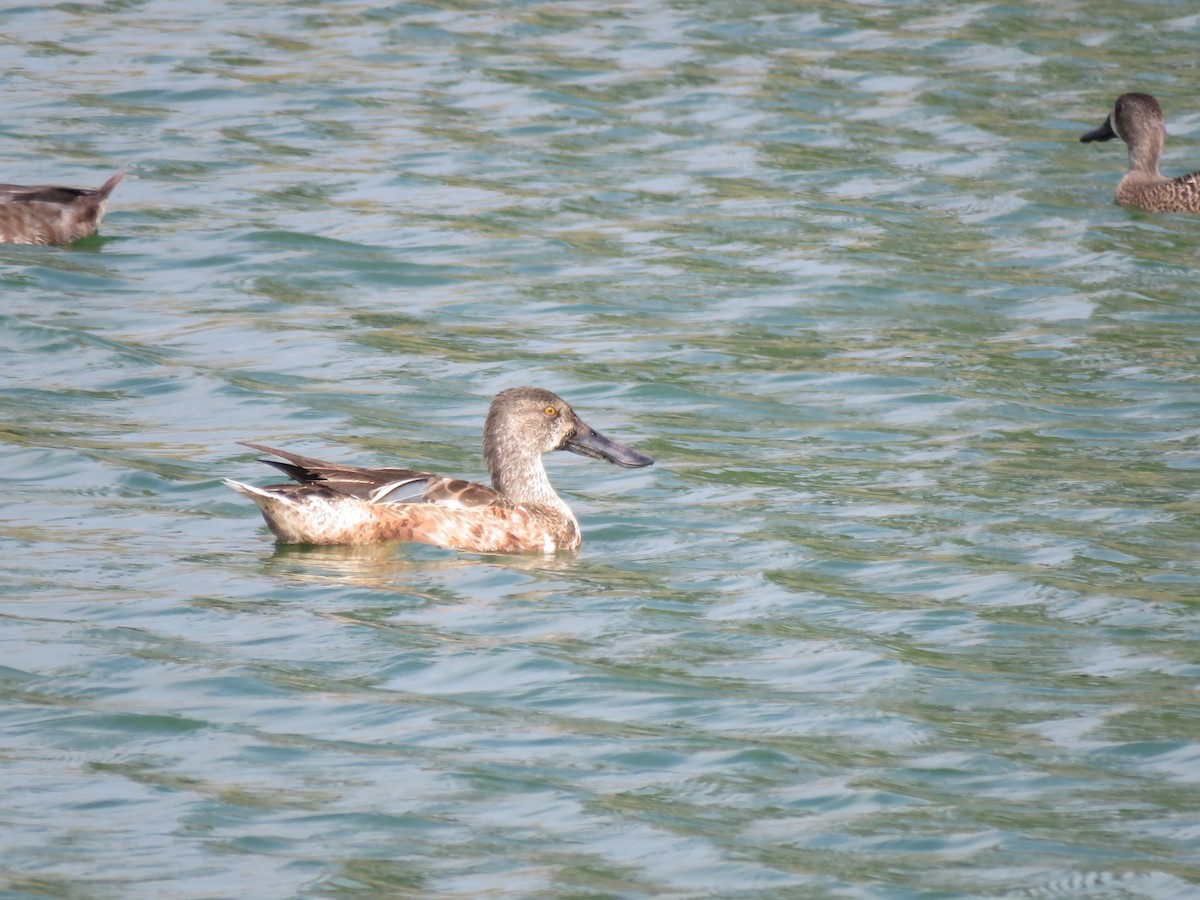 Northern Shoveler - ML46758061