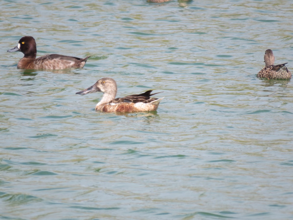 Northern Shoveler - ML46758111